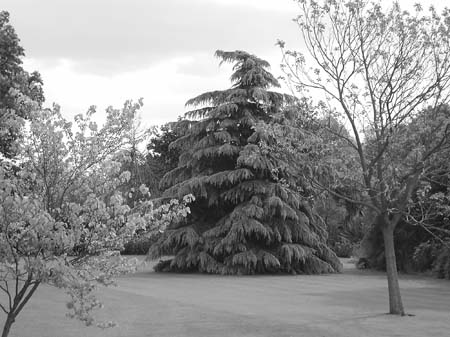 kensington tree