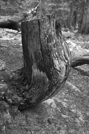 tree stump no 2