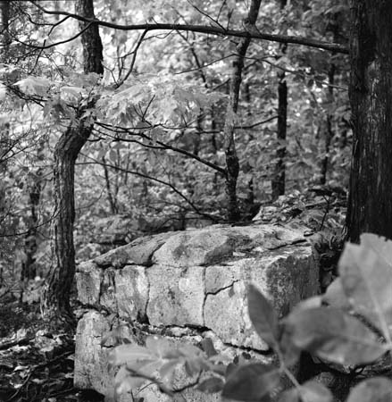 trees and rock