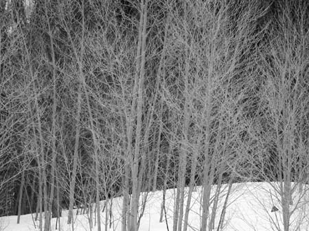 winter aspens