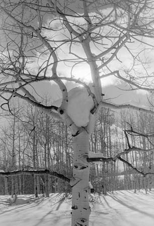 aspen snow cradle