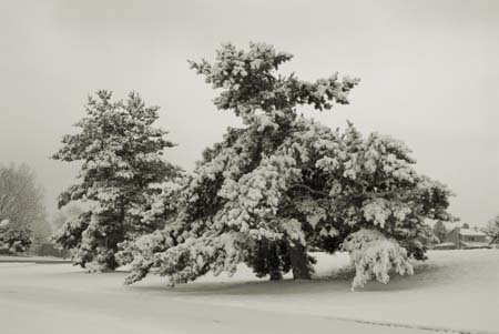 park tree no 1