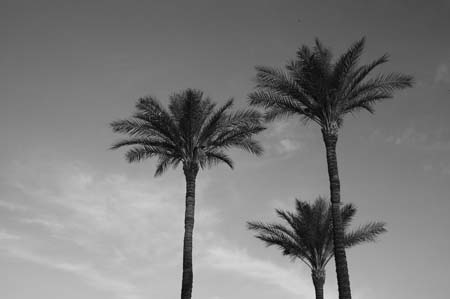 three palms