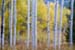 aspen blur no 2