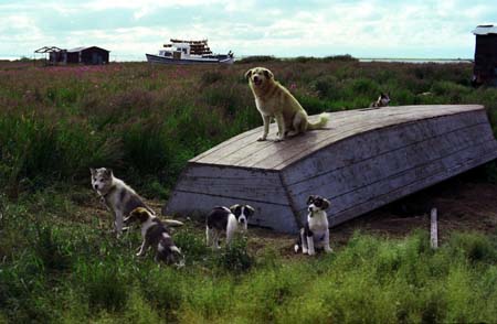 eskimo dogs