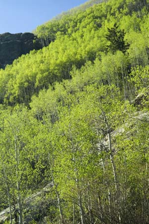 spring aspens near st#16D97