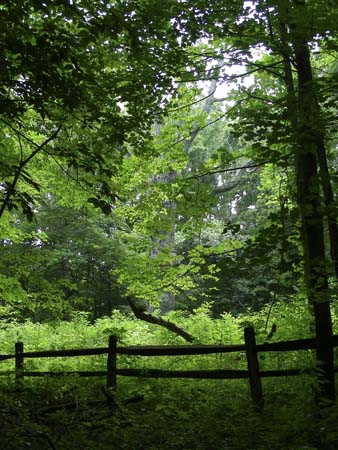 sugar creek trees