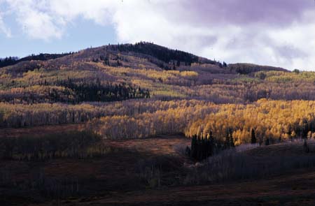 yellow jacket pass fall