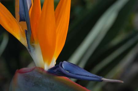 bird of paradise no 2