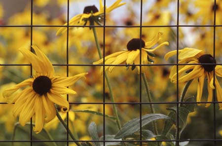 black eyed susans fen#1D84A