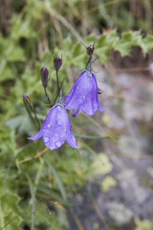 bluebells no 2