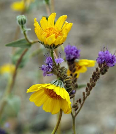 desert flowers