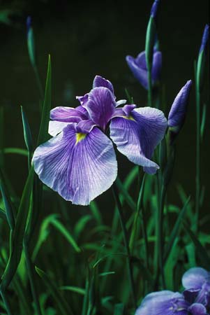 kyoto iris no 1