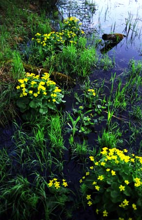 lakeshore flowers