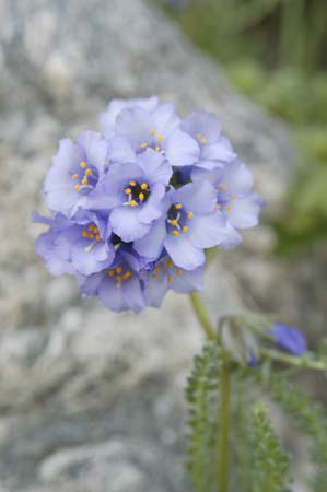 mountain wildflower