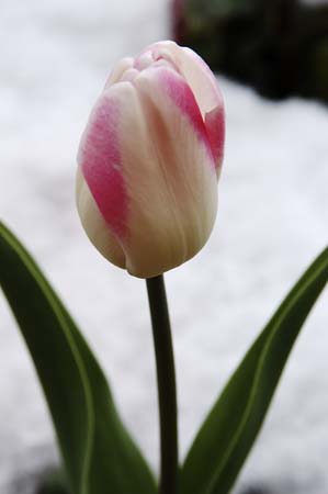 tulip in snow