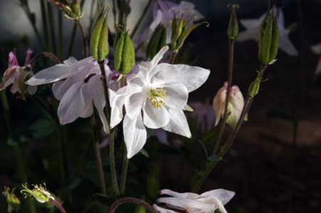 white columbine no 1