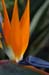 bird of paradise no 1