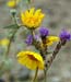 desert flowers