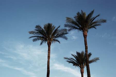 3 palms