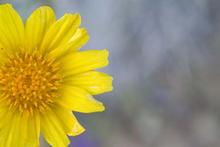 desert sunflower no 1