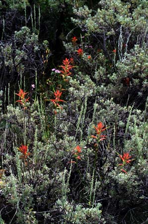 paintbrush in sage