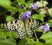 rice paper butterfly