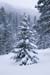winter pine