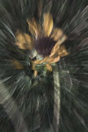 dead sunflower zoom